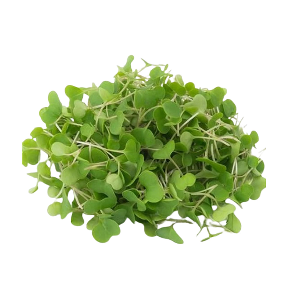 Kale Microgreens 1.75 oz