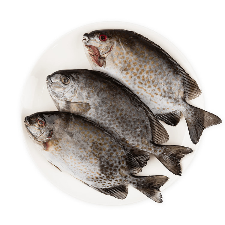 Whole Rabbit Fish 2 lb