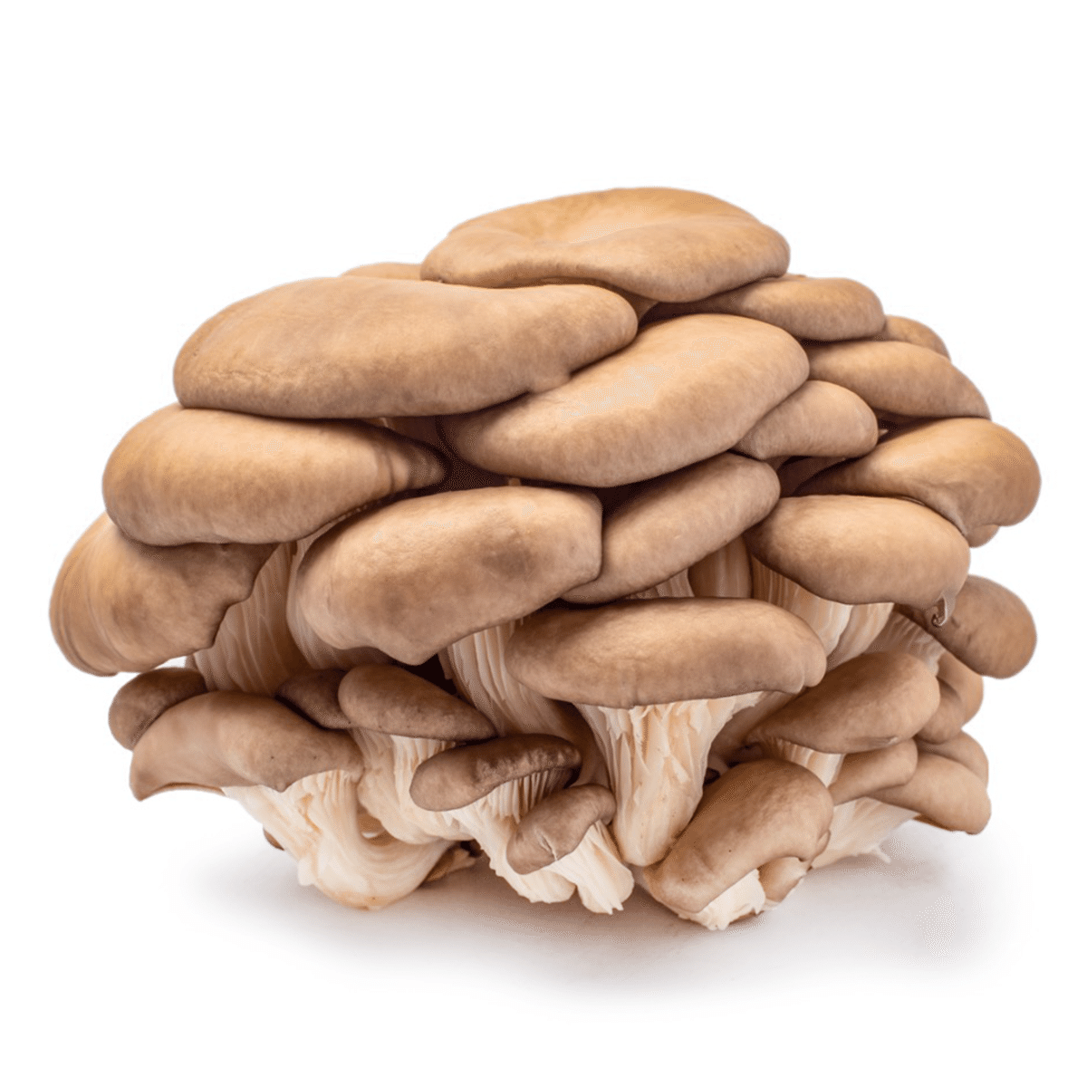 Oyster Mushrooms 3lb 3 lb
