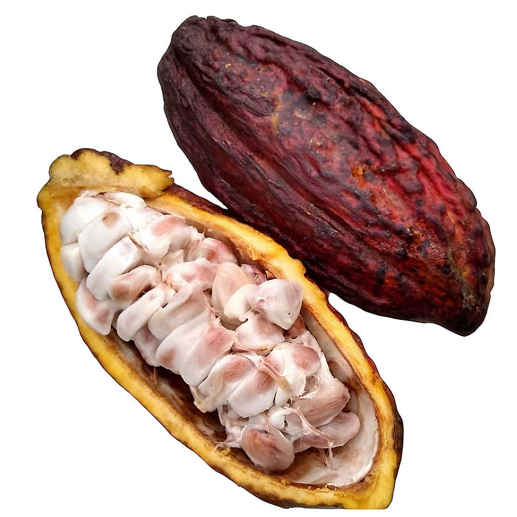 Cacao Fruit 1 count