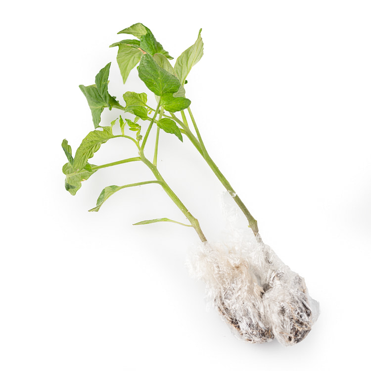 [种苗] Nursery 复古普鲁登紫番茄苗 1 份