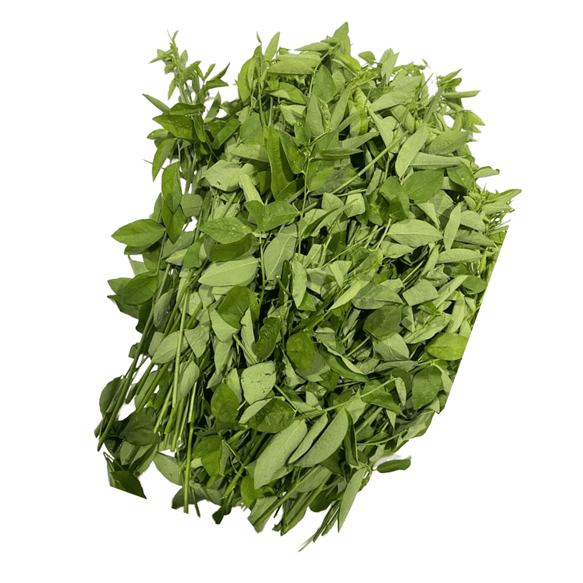 Folhas de Malungai Rau Ngot 1 lb