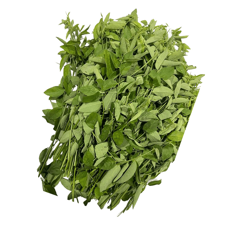 Rau Ngot Malungai Leaves 1 lb