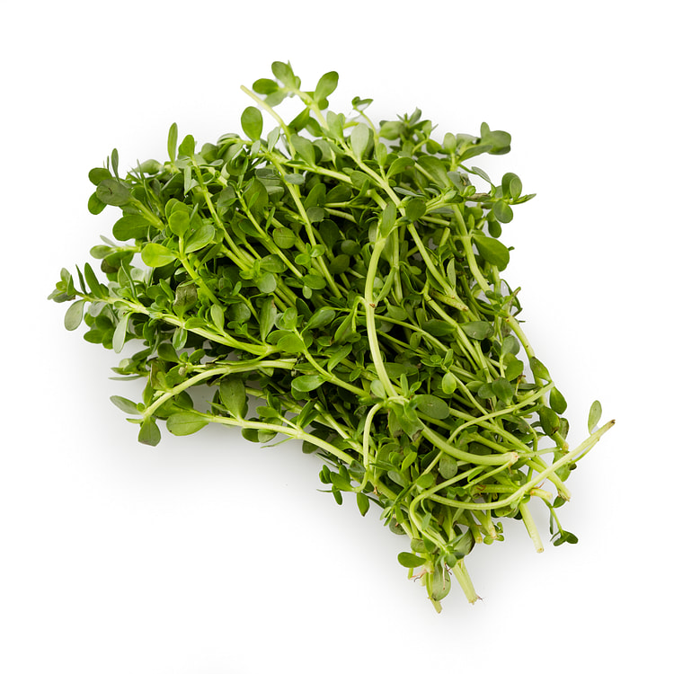 苦叶菜 0.5 磅