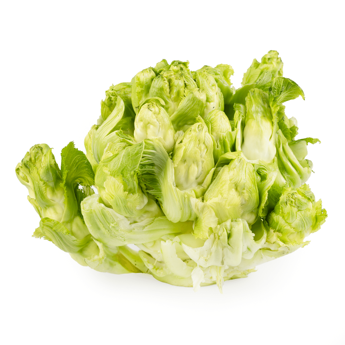 Brassica juncea var. gemmifera 4-5 lb