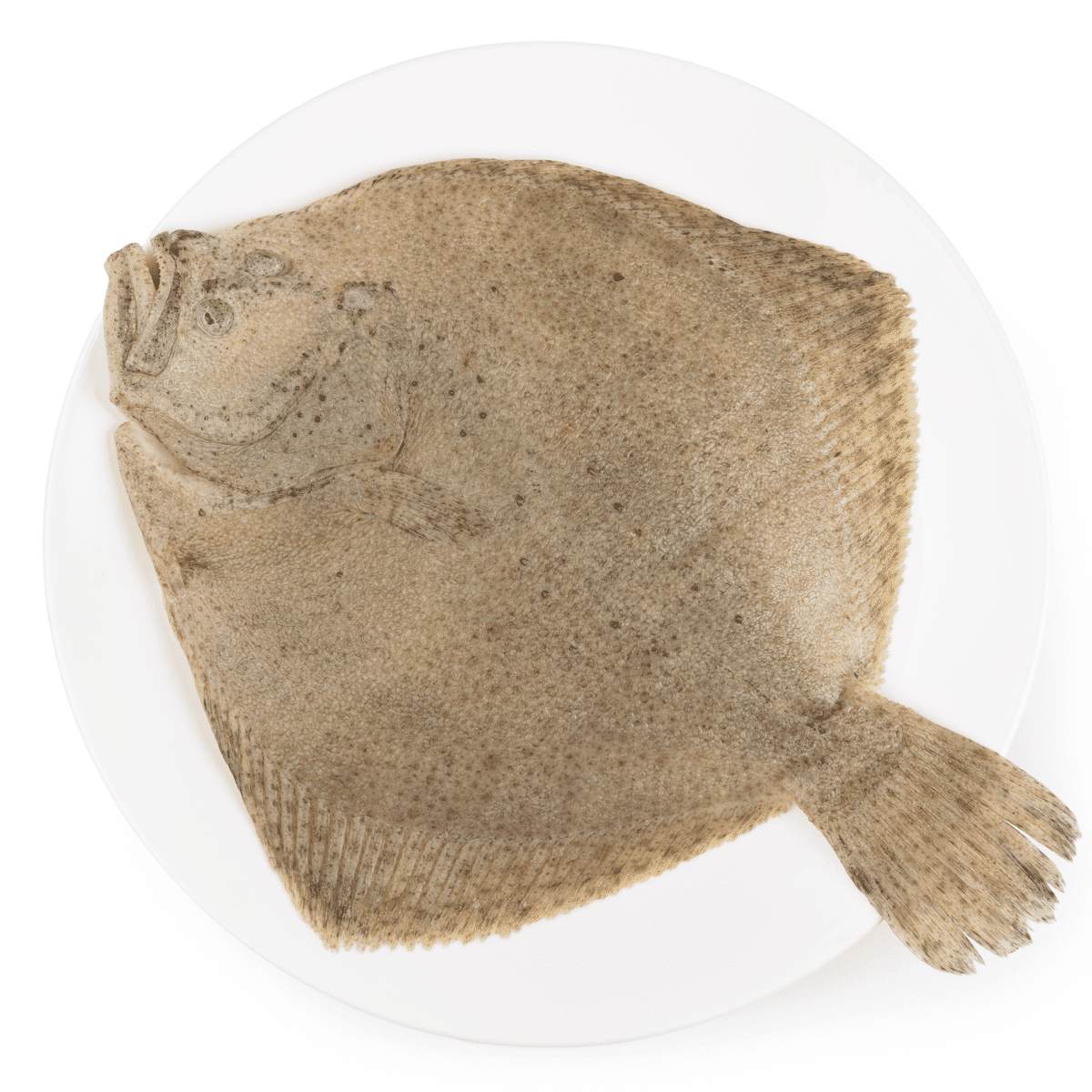 Turbot Whole GGS, Frozen 750-850 g
