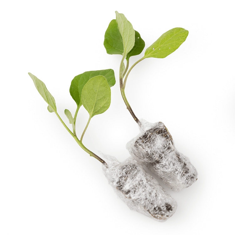 [Nursery] BBQ Eggplant  Plant 1 unidad