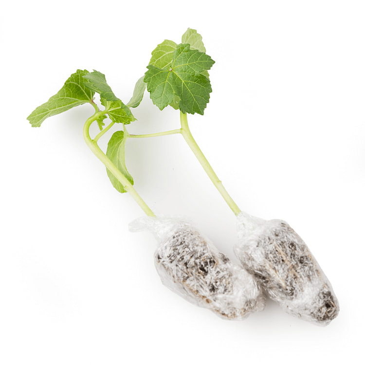 [Nursery] Okra Plant 1 unidad