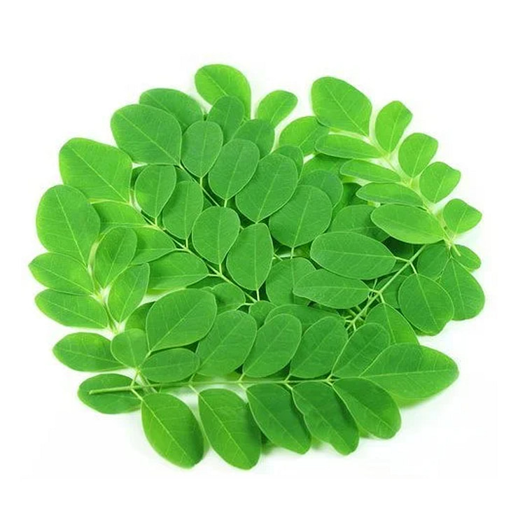 Drumstick (Moringa) Leaves 0.5 lb