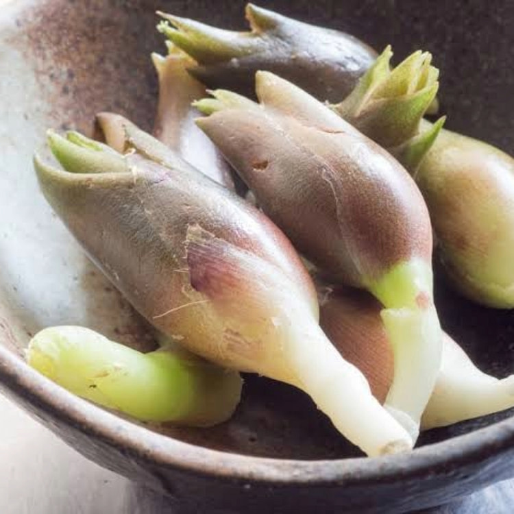 Myoga Ginger 50 gramo(s)