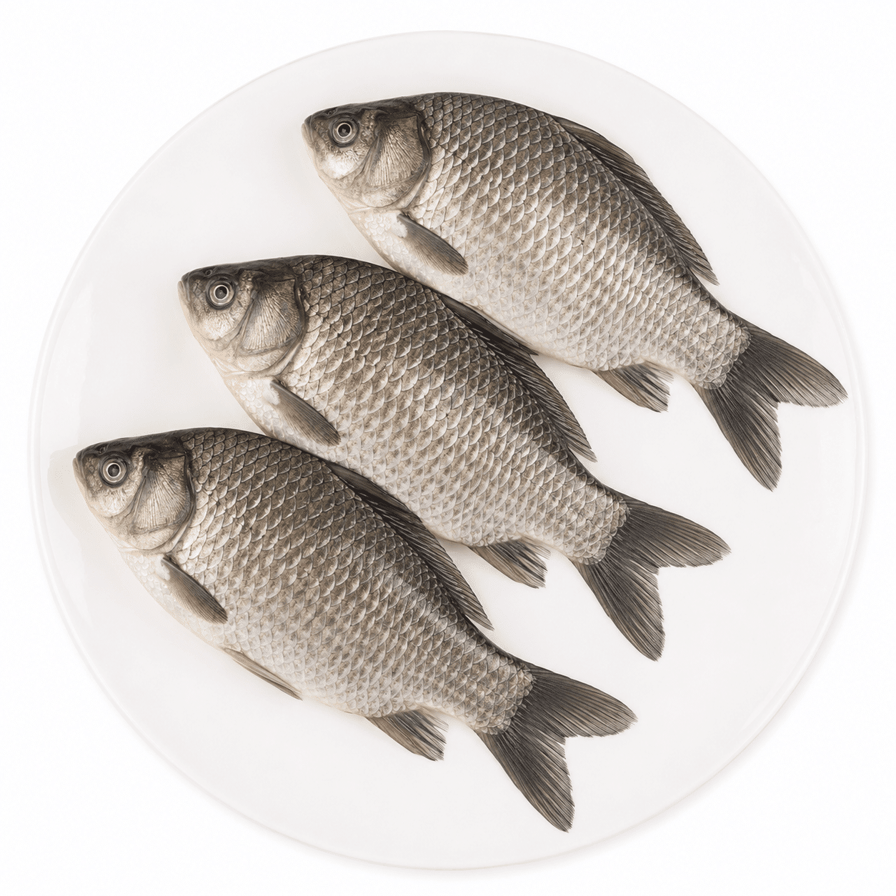 Prussian Carp 2 lb