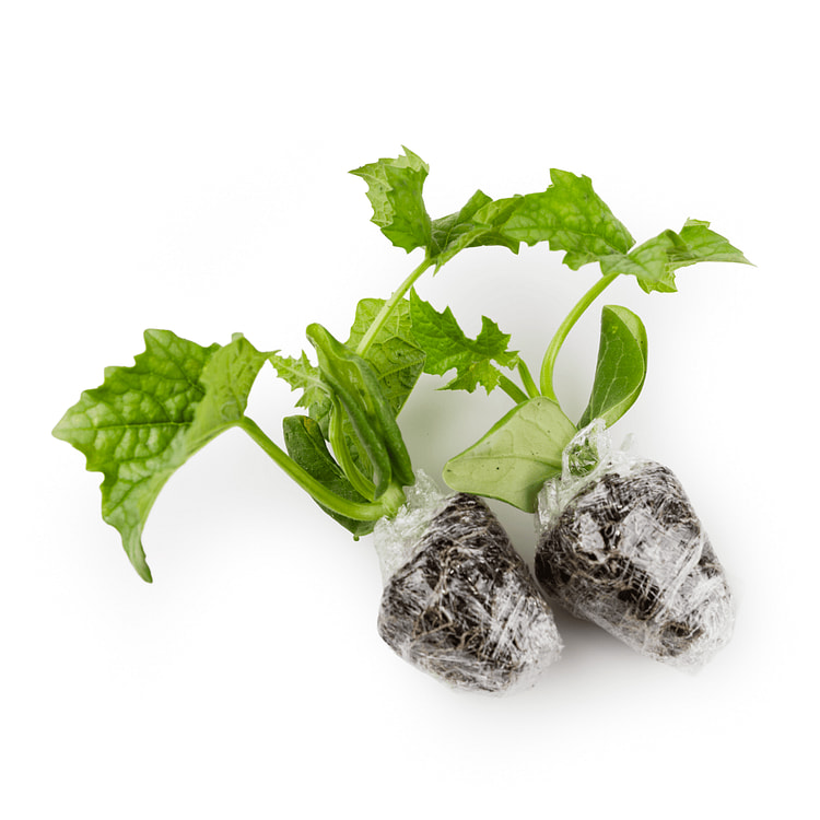 [Nursery] Rose Luffa Plant 1 unidad