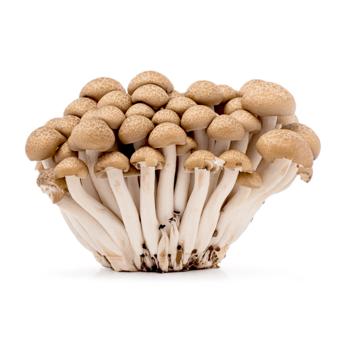 Cogumelo Shimeji Marrom 150 g
