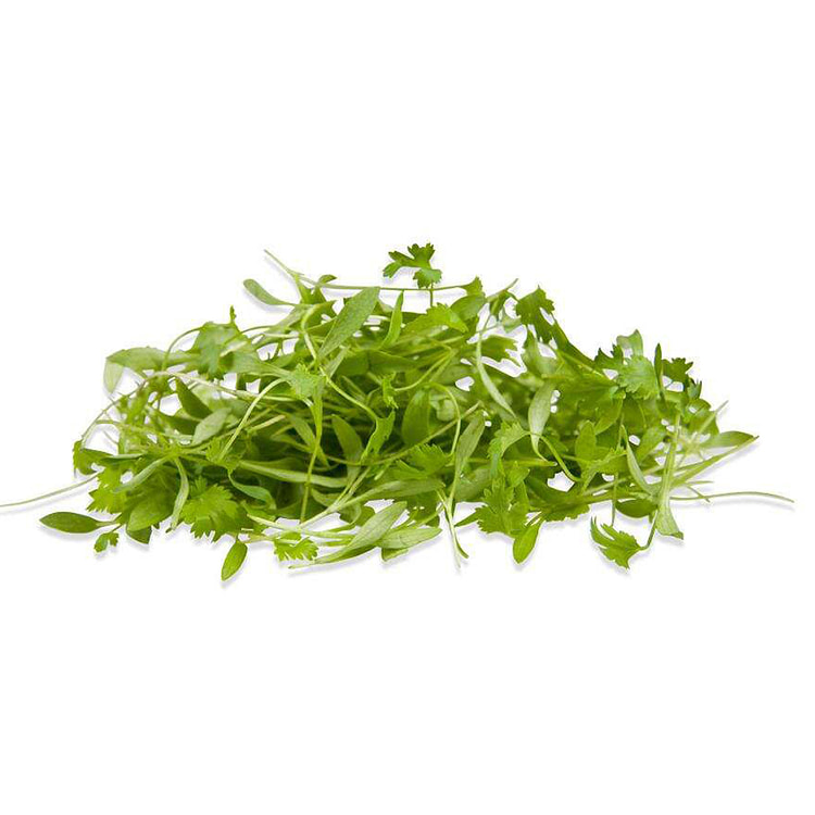 香菜苗 1.75 盎司
