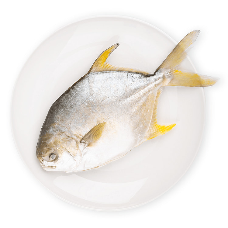 Pompano Dorado Limpiado 500-600 gramo(s)