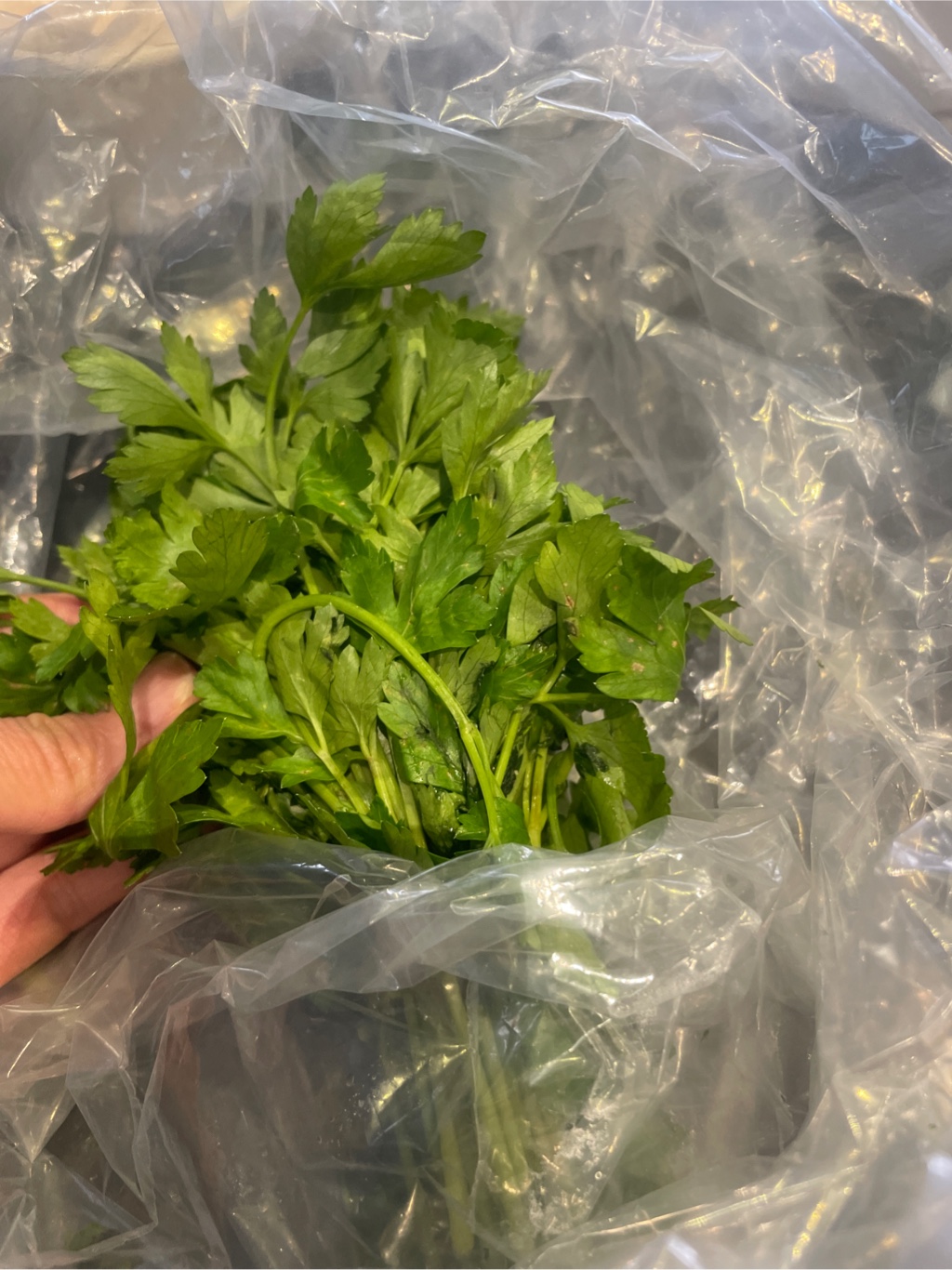 Italian Plain Parsley 1 다발 - Weee!, image size:1024x1366