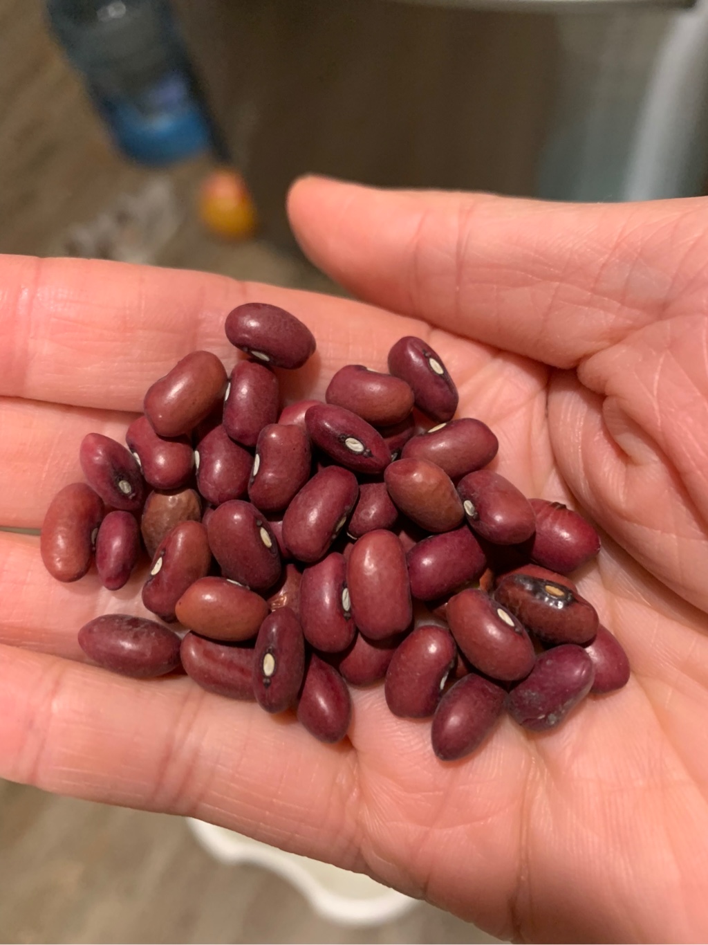 あずき豆  楽天市場】2024年度産 北海道 北斗産 小豆 アメ横 大津屋 azuki bean