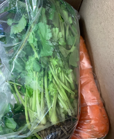 パクチーページ パクチーページ コリアンダー(パクチー)｜WEBカタログ｜未来