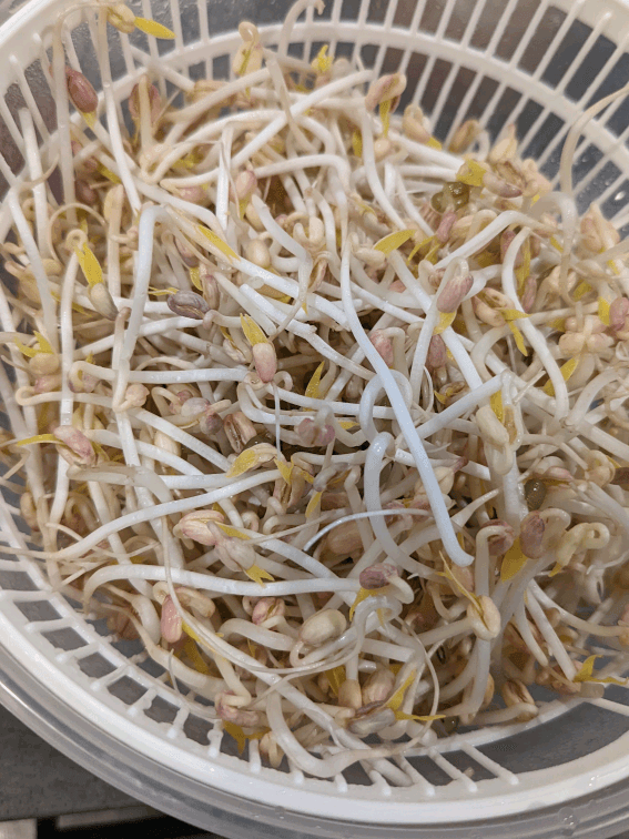 weee_The bean sprout