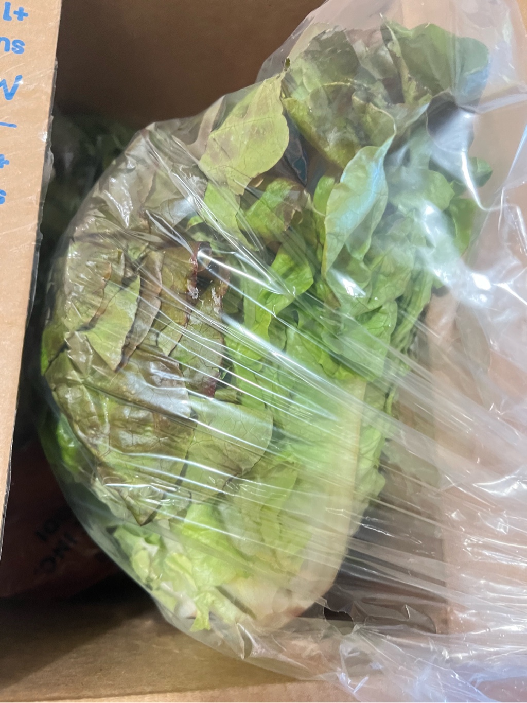 サニーレタス 1 カウント - Weee!