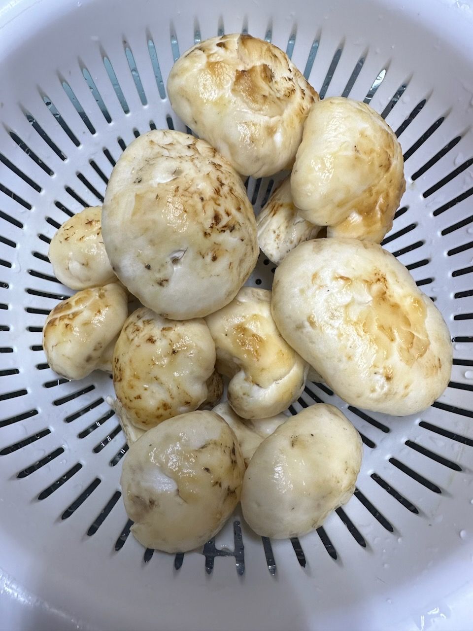 天然松茸 まつたけ マツタケ 0.5 ポンド - Weee!