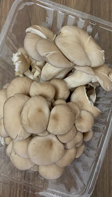 ヒラタケ 6 オンス - Weee!