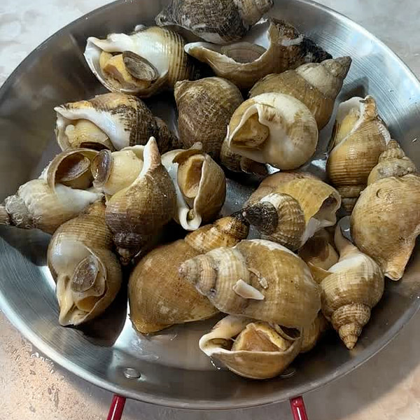 Sofrimar Ireland Cooked Frozen Whole Conch in Shell 2 lbs