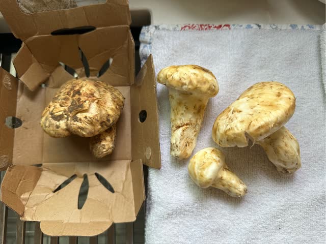 天然松茸 まつたけ マツタケ 0.5 ポンド - Weee!