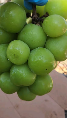Get Korean Shine Muscat Grape 1.32 lb Delivered | Weee! Asian Market