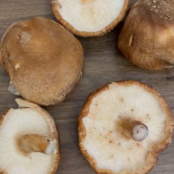 新鮮な椎茸 6オンス