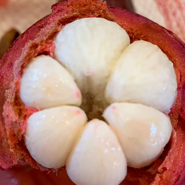 マンゴスチンをタイに空輸