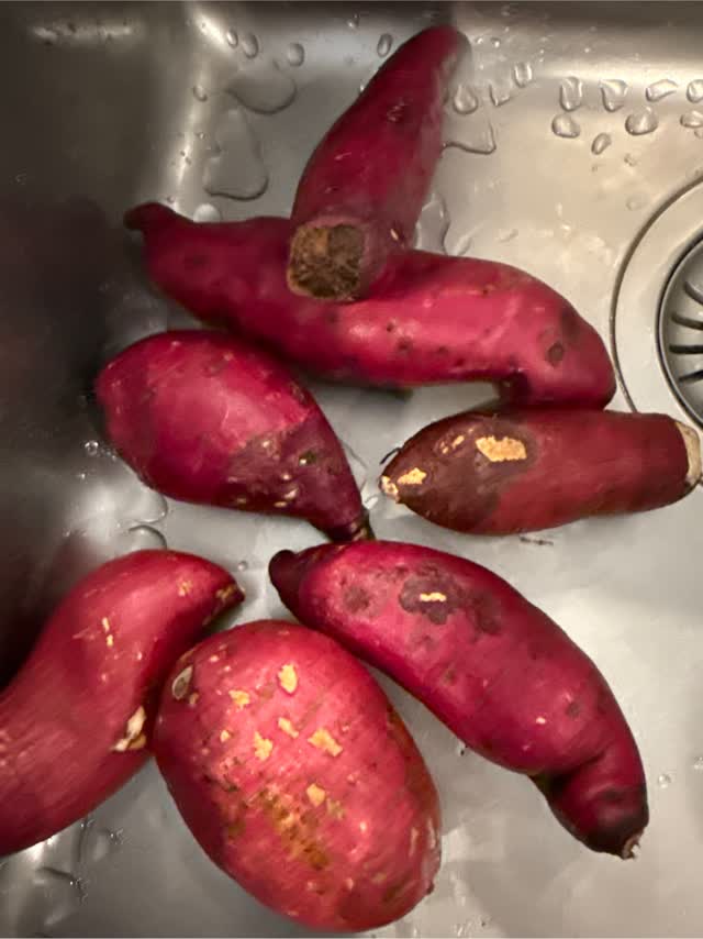 Sweet Potato　さま専用 Amazon.com : 15 Okinawa Sweet Potato Slips, Well Rooted