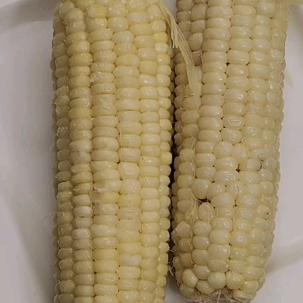 ORGANIC WHITE CORN♡