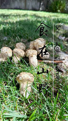 天然松茸 まつたけ マツタケ 0.5 ポンド - Weee!