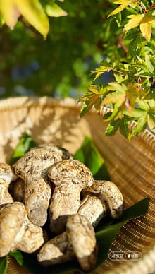 天然松茸 まつたけ マツタケ 0.5 ポンド - Weee!