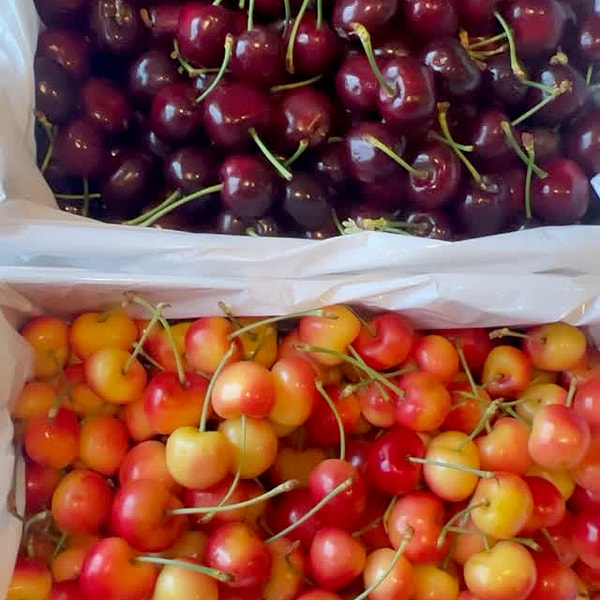 Summer at its best 🍒✨