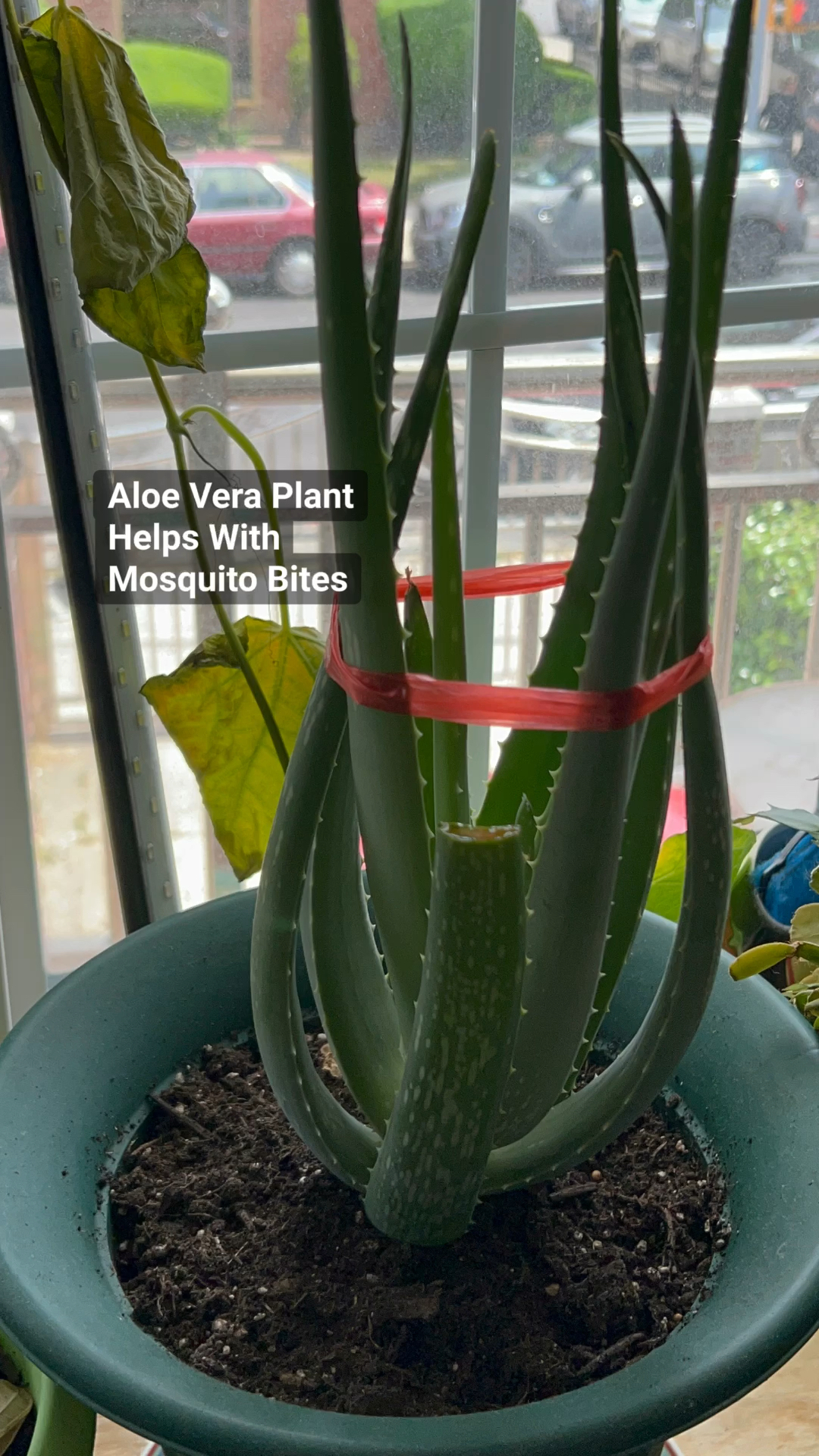 alocasia zebrina albo Alocasia Black Velvet Pink Albo: Rare Baby Hybrid Plant main image 1