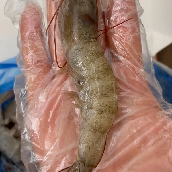Champmar Frozen South American Whitehead Shrimp 40-50 Size 4 lbs