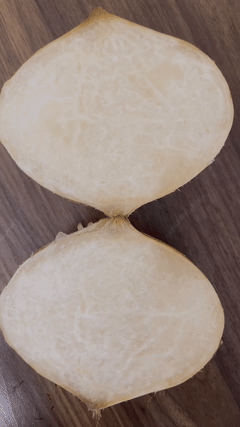 新鮮なヒカマ